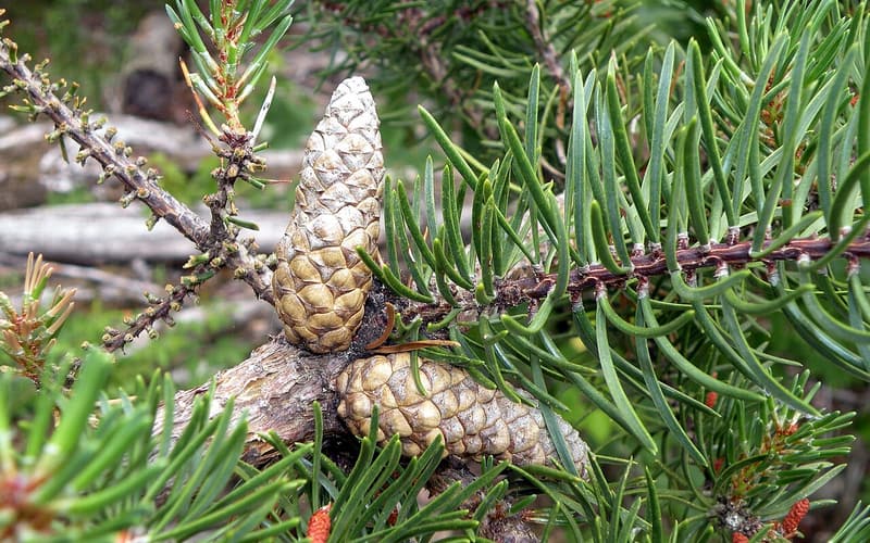Jack pine (Pinus banksiana) two curved, sealed cones on a branch of short, twisted needles