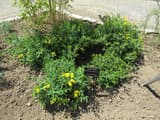 Kalm's St. John's-wort (Hypericum kalmianum) low mound of narrow leaves with golden flowers