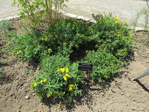 Kalm's St. John's-wort (Hypericum kalmianum) low mound of narrow leaves with golden flowers