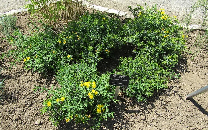Kalm's St. John's-wort (Hypericum kalmianum) low mound of narrow leaves with golden flowers