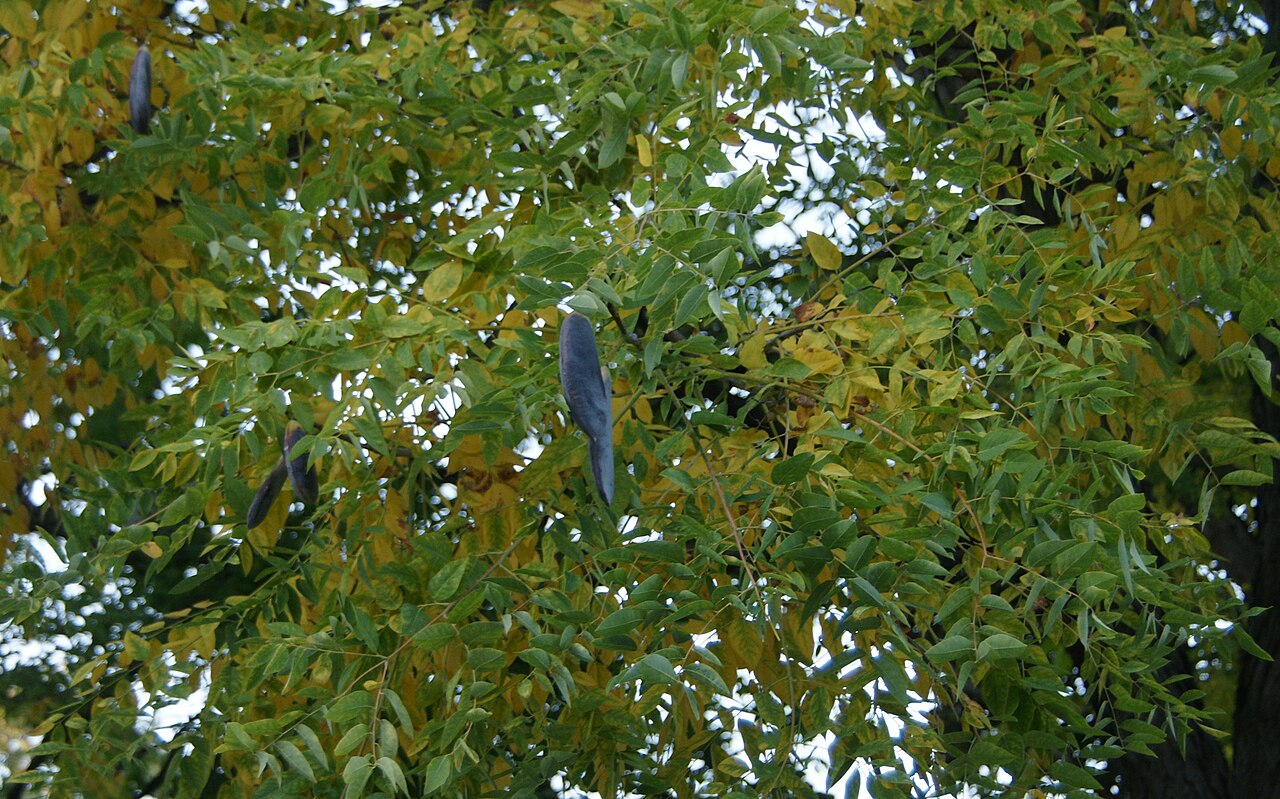 Kentucky Coffeetree (Gymnocladus dioicus)