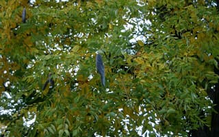 Kentucky coffeetree (Gymnocladus dioicus) dark seed pods hanging in the leafy crown