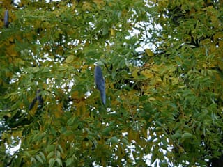 Kentucky coffeetree (Gymnocladus dioicus) dark seed pods hanging in the leafy crown