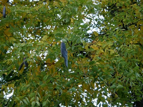 Kentucky coffeetree (Gymnocladus dioicus) dark seed pods hanging in the leafy crown