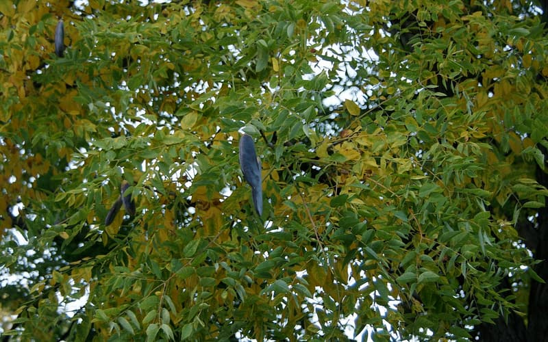 Kentucky coffeetree (Gymnocladus dioicus) dark seed pods hanging in the leafy crown