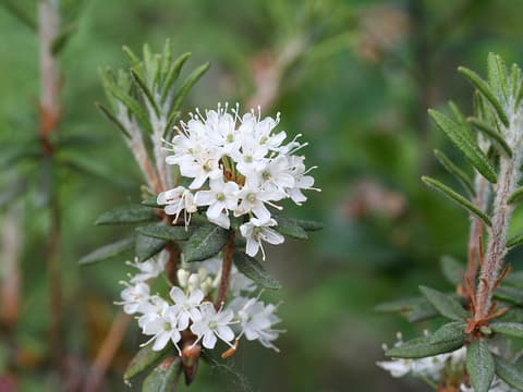 Labrador tea (Rhododendron groenlandicum) white flower cluster among narrow leaves with rolled edges