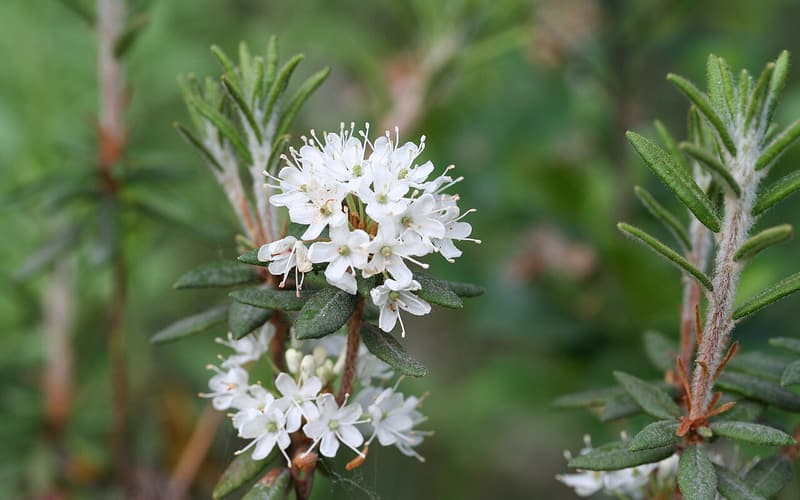 Labrador tea (Rhododendron groenlandicum) white flower cluster among narrow leaves with rolled edges