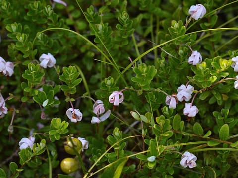Large cranberry (Vaccinium macrocarpon) evergreen mat with nodding pink crane-like flowers