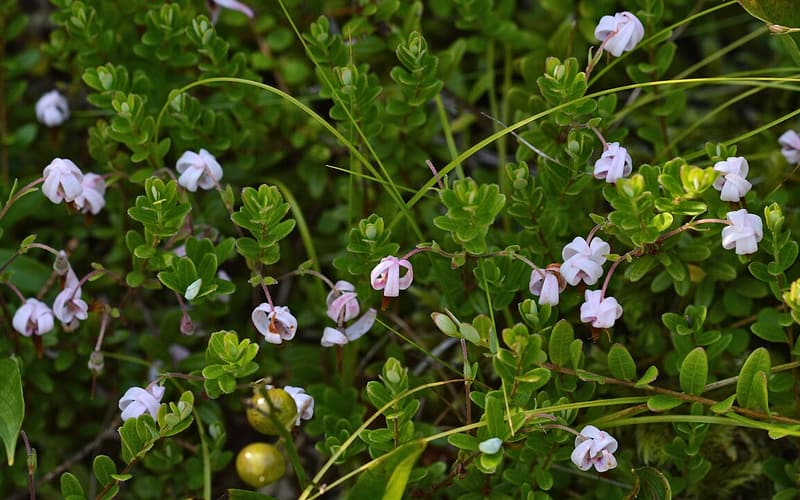 Large cranberry (Vaccinium macrocarpon) evergreen mat with nodding pink crane-like flowers