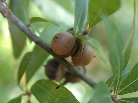 Laurel oak (Quercus hemisphaerica) brown acorns on a twig among narrow, glossy leaves