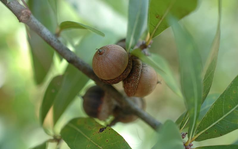 Laurel oak (Quercus hemisphaerica) brown acorns on a twig among narrow, glossy leaves