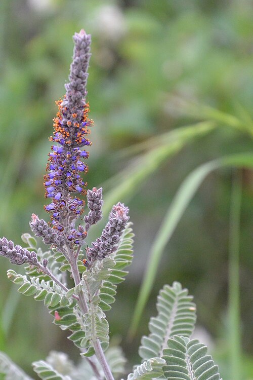 Leadplant (Amorpha canescens)