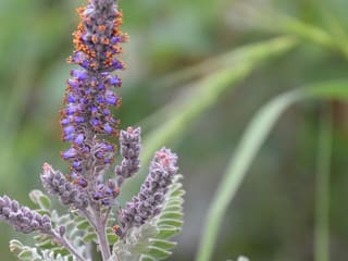 Leadplant (Amorpha canescens) purple flower spike and gray-green pinnate leaves