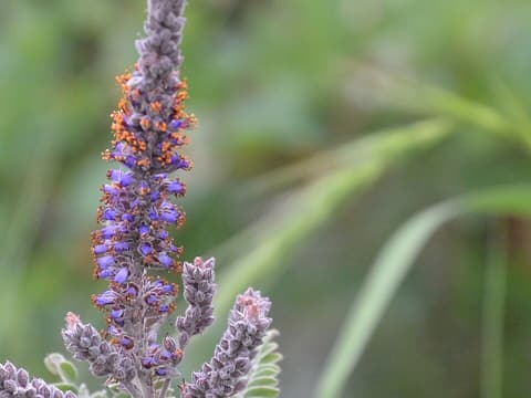 Leadplant (Amorpha canescens) purple flower spike and gray-green pinnate leaves
