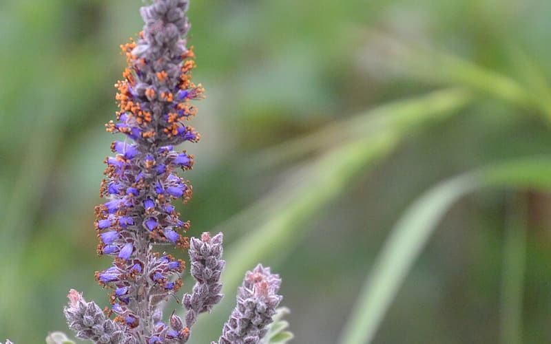 Leadplant (Amorpha canescens) purple flower spike and gray-green pinnate leaves