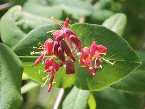 Limber honeysuckle (Lonicera dioica) red tubular flowers with yellow stamens on a cupped leaf pair