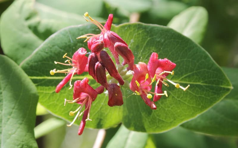Limber honeysuckle (Lonicera dioica) red tubular flowers with yellow stamens on a cupped leaf pair