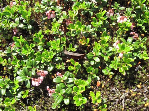 Lingonberry (Vaccinium vitis-idaea) mat of glossy evergreen leaves with nodding pink bell flowers