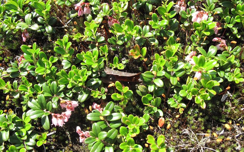 Lingonberry (Vaccinium vitis-idaea) mat of glossy evergreen leaves with nodding pink bell flowers