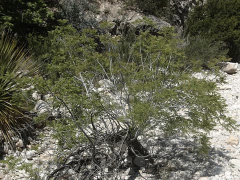 Little walnut (Juglans microcarpa) many-stemmed tree with fine, narrow leaflets in a rocky canyon wash