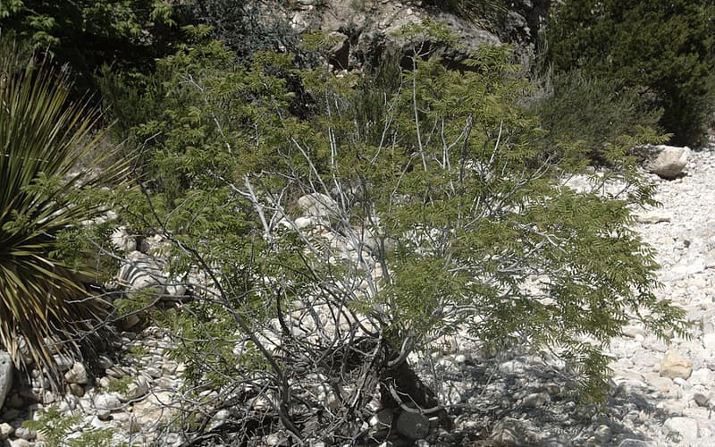 Little walnut (Juglans microcarpa) many-stemmed tree with fine, narrow leaflets in a rocky canyon wash
