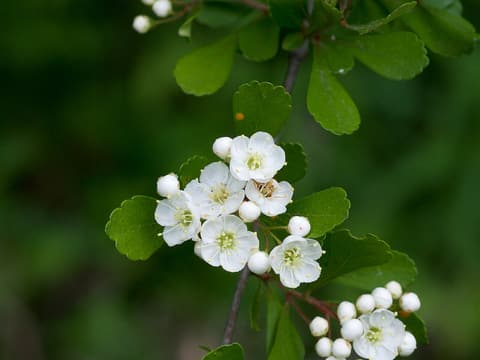 Littlehip hawthorn (Crataegus spathulata) clusters of small white flowers among spoon-shaped leaves
