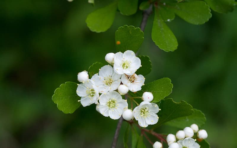 Littlehip hawthorn (Crataegus spathulata) clusters of small white flowers among spoon-shaped leaves