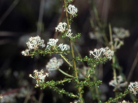Littleleaf buckbrush (Ceanothus microphyllus) wiry stems of tiny leaves with small white flower clusters
