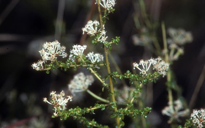 Littleleaf buckbrush (Ceanothus microphyllus) wiry stems of tiny leaves with small white flower clusters