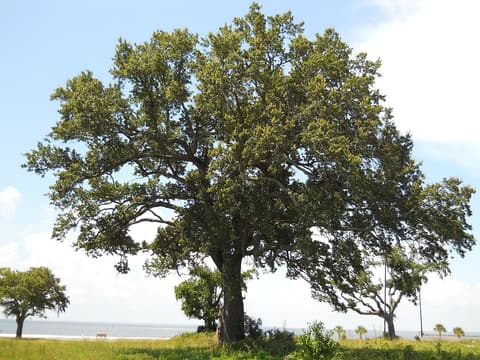 Live oak (Quercus virginiana), a broad evergreen tree in full leaf on the Gulf of Mexico shore