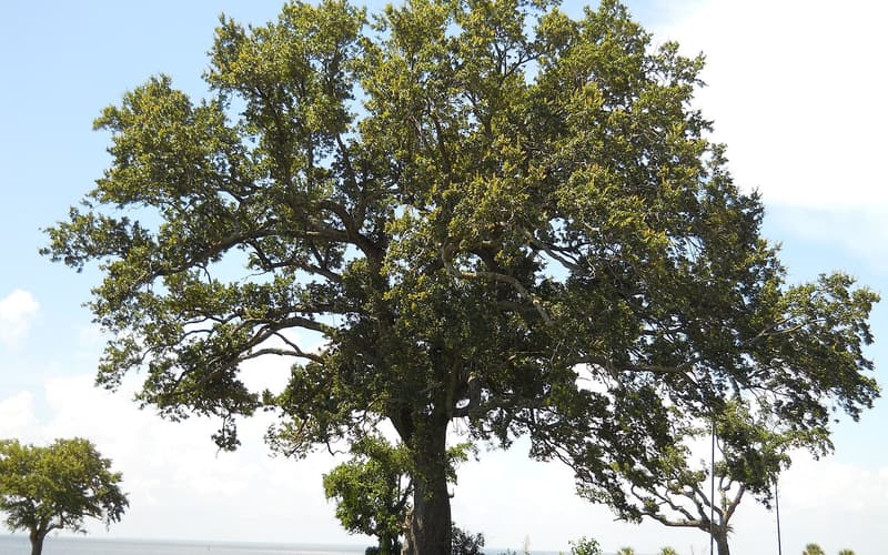 Live oak (Quercus virginiana), a broad evergreen tree in full leaf on the Gulf of Mexico shore
