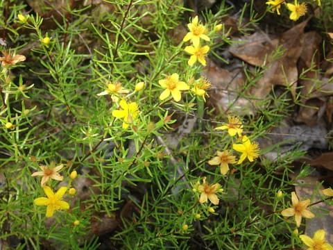 Lloyd's St. John's-wort (Hypericum lloydii) golden flowers among needle-like leaves on a sandhill