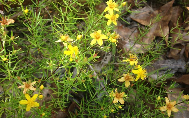 Lloyd's St. John's-wort (Hypericum lloydii) golden flowers among needle-like leaves on a sandhill