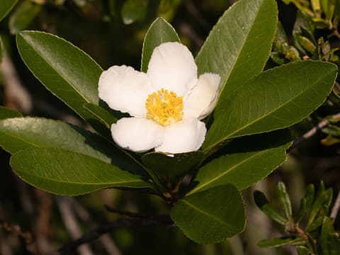 Loblolly bay (Gordonia lasianthus) white flower with golden stamens among glossy evergreen leaves
