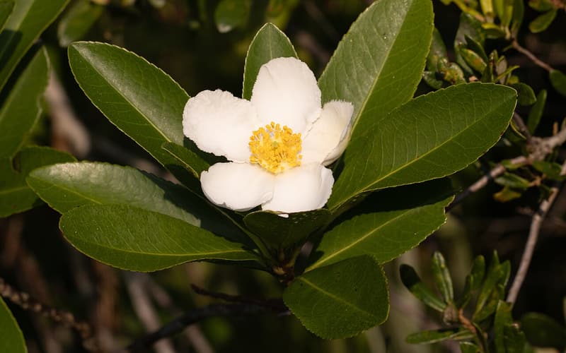Loblolly bay (Gordonia lasianthus) white flower with golden stamens among glossy evergreen leaves