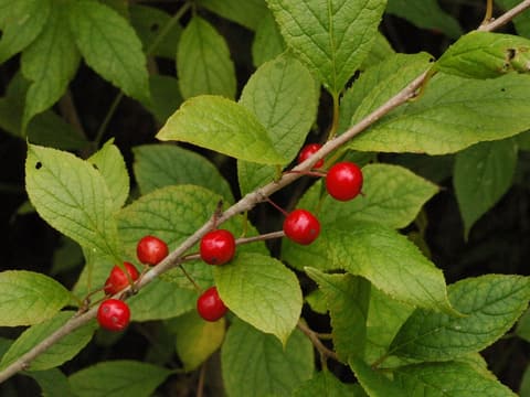 Long-stalked holly (Ilex collina) red berries on long stalks along a twig of toothed leaves