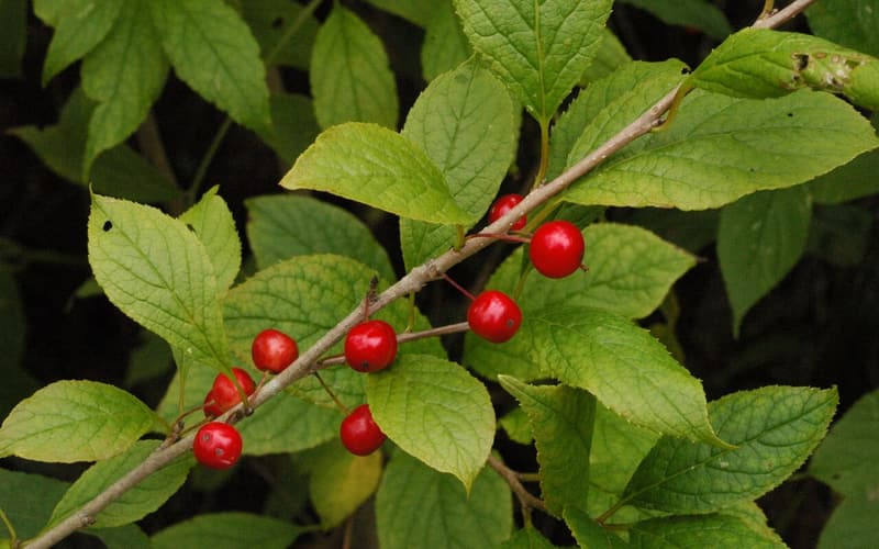 Long-stalked holly (Ilex collina) red berries on long stalks along a twig of toothed leaves