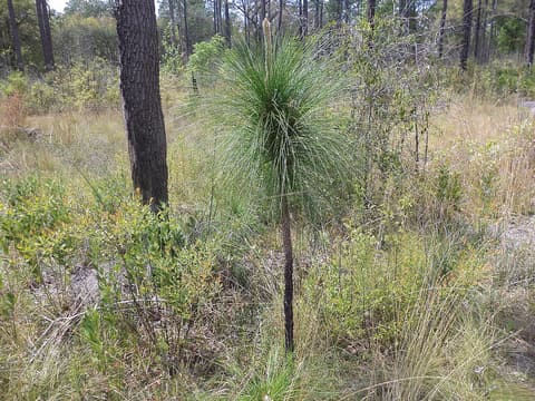 Longleaf pine (Pinus palustris) young tree with a dense tuft of long needles and a pale candle bud