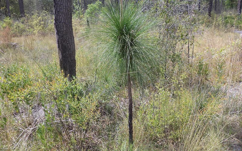 Longleaf pine (Pinus palustris) young tree with a dense tuft of long needles and a pale candle bud