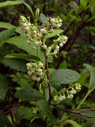 Maleberry (Lyonia ligustrina) shrub in flower in June, clusters of white urn-shaped bells hanging along leafy twigs
