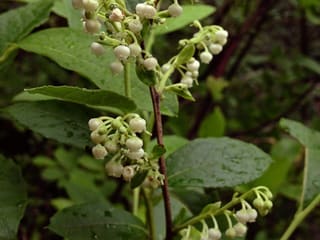 Maleberry (Lyonia ligustrina) shrub in flower in June, clusters of white urn-shaped bells hanging along leafy twigs