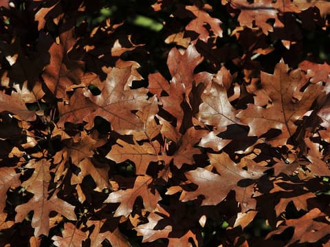 Maple-leaf oak (Quercus acerifolia) broad, maple-shaped leaves in russet autumn color, backlit