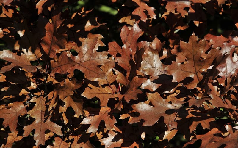 Maple-leaf oak (Quercus acerifolia) broad, maple-shaped leaves in russet autumn color, backlit