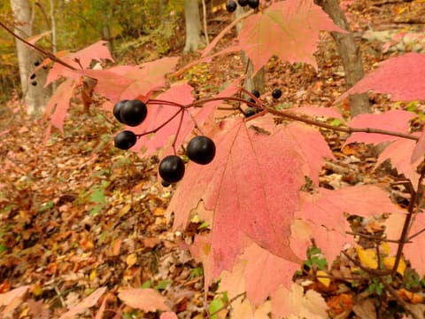 Mapleleaf viburnum (Viburnum acerifolium) pink fall leaves with a cluster of blue-black berries