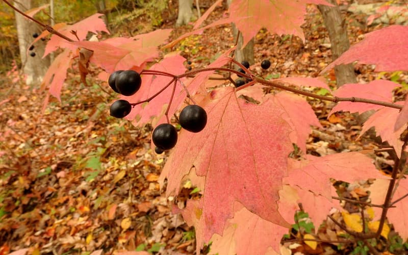 Mapleleaf viburnum (Viburnum acerifolium) pink fall leaves with a cluster of blue-black berries