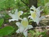 May white azalea (Rhododendron eastmanii) white flowers with a yellow blotch and long pink stamens in a spring woodland