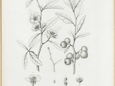Mayhaw (Crataegus aestivalis) engraving of flowering and fruiting branches with a thorny twig