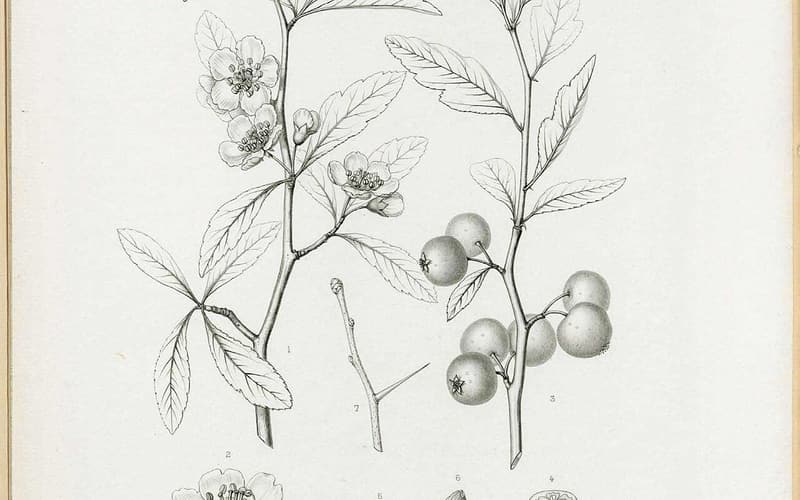 Mayhaw (Crataegus aestivalis) engraving of flowering and fruiting branches with a thorny twig