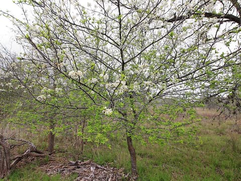 Mexican plum (Prunus mexicana) single-trunked tree starting to bloom white at the edge of a grassy woodland