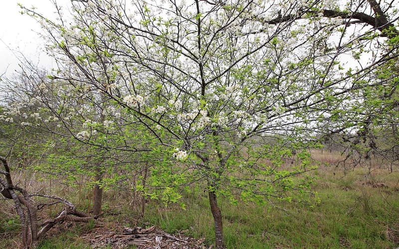 Mexican plum (Prunus mexicana) single-trunked tree starting to bloom white at the edge of a grassy woodland
